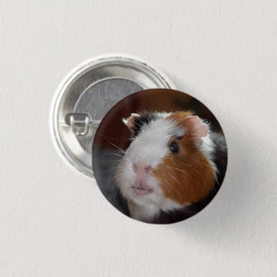 Badge Rond 2,50 Cm Drôle, Tricolore, Face De Cochon De Guinée Douce