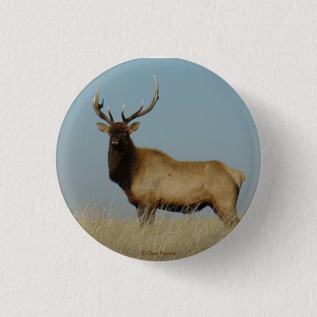 Badge Rond 2,50 Cm E43 Jeune Élan Mâle (Devant)