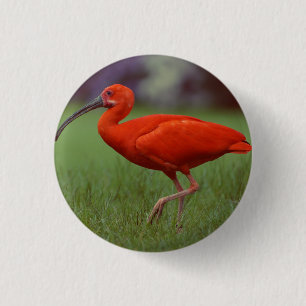 Badge Rond 2,50 Cm Écarlate IBIS