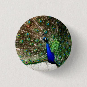 Badge Rond 2,50 Cm Écran Peacock Homme