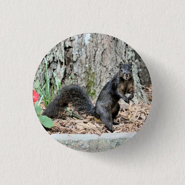 Badge Rond 2,50 Cm Écureuil (Devant)