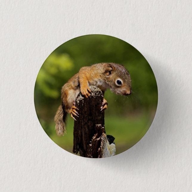Badge Rond 2,50 Cm Écureuil roux bébé (Devant)
