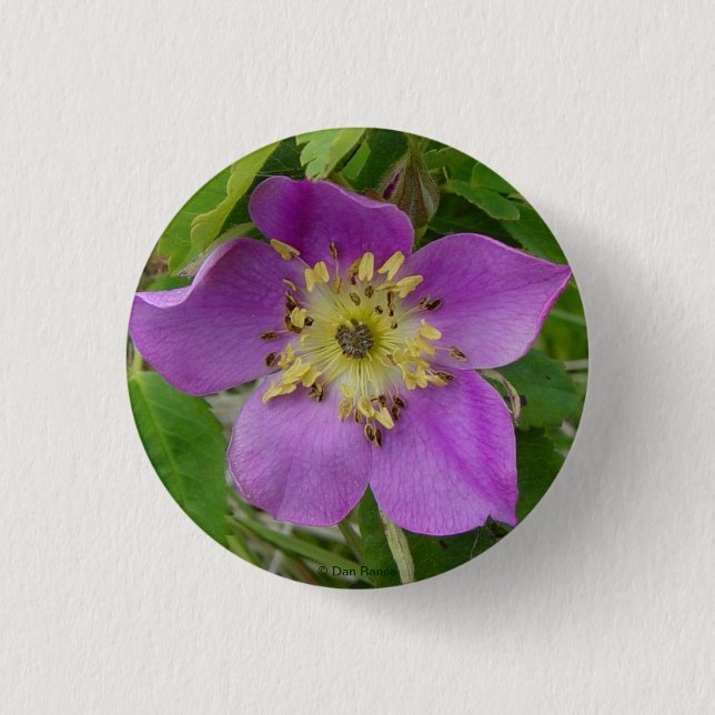 Badge Rond 2,50 Cm F13 Alberta Wild Rose Prickly Rose (Devant)