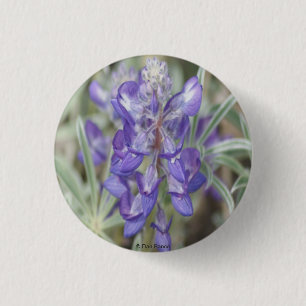 Badge Rond 2,50 Cm F18 Fleurs sauvages violettes Lupin annuel