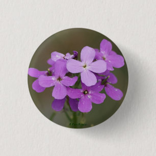 Badge Rond 2,50 Cm F19 Fleurs sauvages violettes Dames Rocket