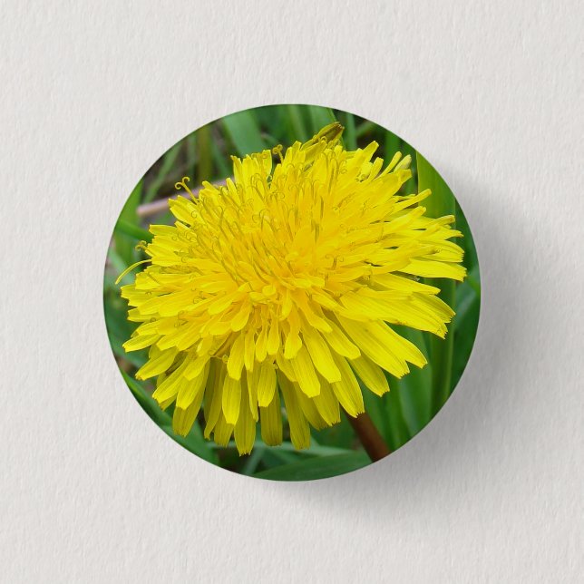 Badge Rond 2,50 Cm F45 pissenlit "officinale de Taraxacum " (Devant)