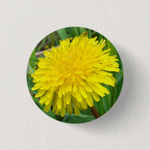 Badge Rond 2,50 Cm F45 pissenlit "officinale de Taraxacum "