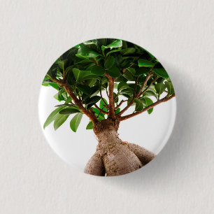 Badge Rond 2,50 Cm Ficus Ginseng