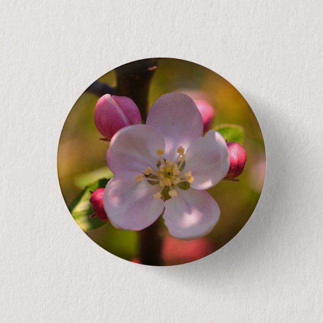 Badge Rond 2,50 Cm Fleur de pommier de printemps (Devant)