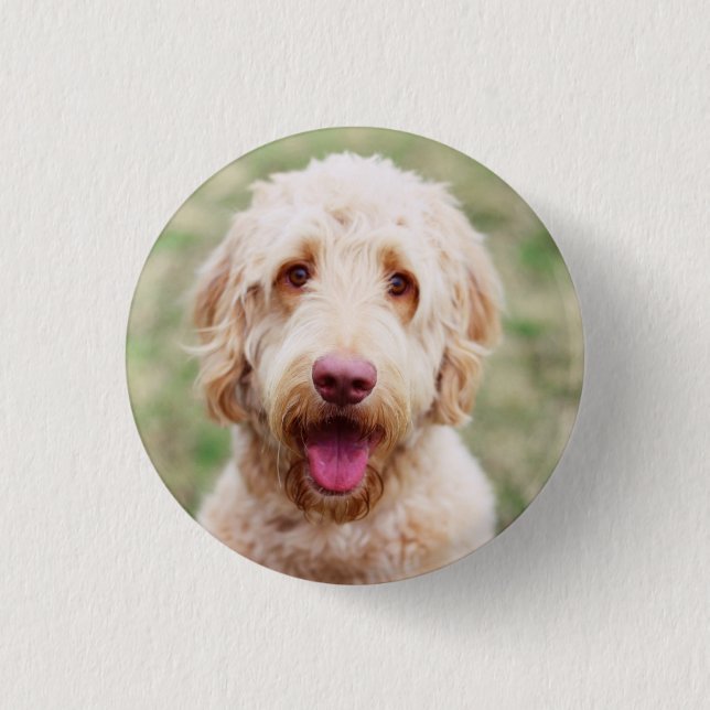 Badge Rond 2,50 Cm Goldendoodle souriant (Devant)