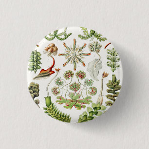 Badge Rond 2,50 Cm Hepaticé Lebermoose par Ernst Haeckel