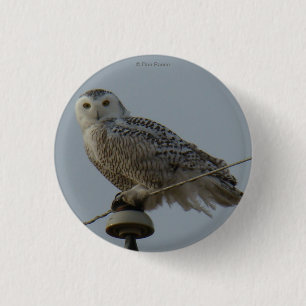 Badge Rond 2,50 Cm Hibou des neiges B38