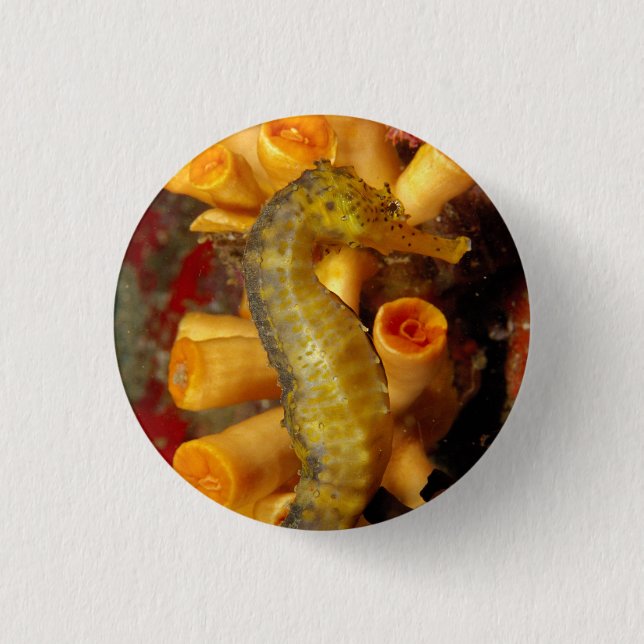 Badge Rond 2,50 Cm Hippocampe de Thaïlande, gros plan (Devant)
