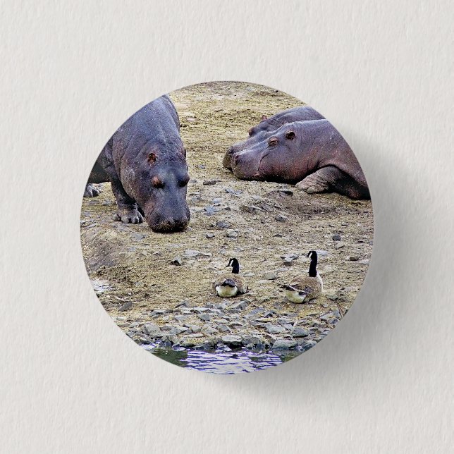 BADGE ROND 2,50 CM HIPPOS (Devant)