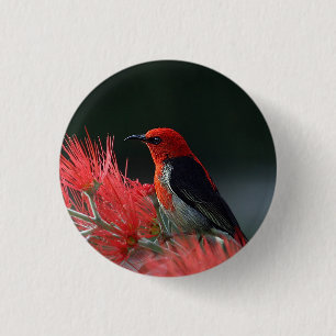 Badge Rond 2,50 Cm Honneur de Scarlet Oiseau exotique
