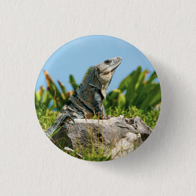 Badge Rond 2,50 Cm Iguana (Devant)
