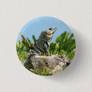 Badge Rond 2,50 Cm Iguana