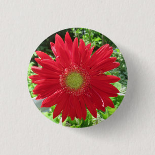 Badge Rond 2,50 Cm Joli rouge Gerbera Daisy Photo