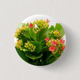 Badge Rond 2,50 Cm Kalanchoe blossfeldiana