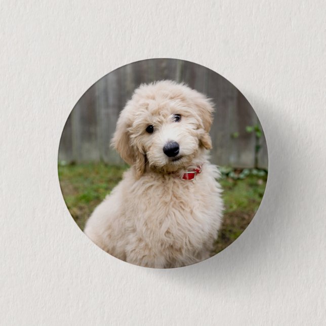 Badge Rond 2,50 Cm Le Chiot De Goldendoodle S'Assis Dans L'Herbe (Devant)