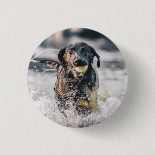 Badge Rond 2,50 Cm Le Labrador Noir Joue Dans L'Eau