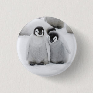 Badge Rond 2,50 Cm L'empereur Penguin Chicks sur la glace en Antarcti