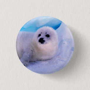 Badge Rond 2,50 Cm Little Harp Seal Pup Covered in Snowflakes