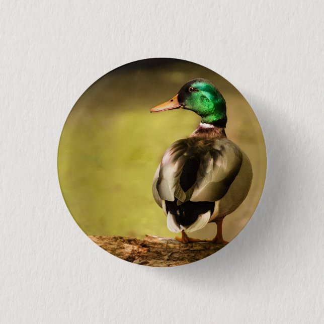 Badge Rond 2,50 Cm Mallard Duck (Devant)
