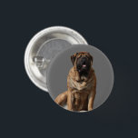 Badge Rond 2,50 Cm Mastiff Meilleurs amis de la fête des pères<br><div class="desc">Superbe femelle old english mastiff . Le Mastiff est un molosse et un très bon chien de garde.. C'est un géant fier et très doux.Cette race de chien est un dogue anglais , extrêmement affectueuse et très fidèle. Un excellent chien de famille qui est toujours équilibré. Un cadeau pour tout...</div>