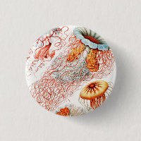 Méduse, Discomedusae par Ernst Haeckel