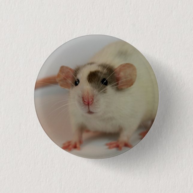 Badge Rond 2,50 Cm Mink dumbo Rat (Devant)