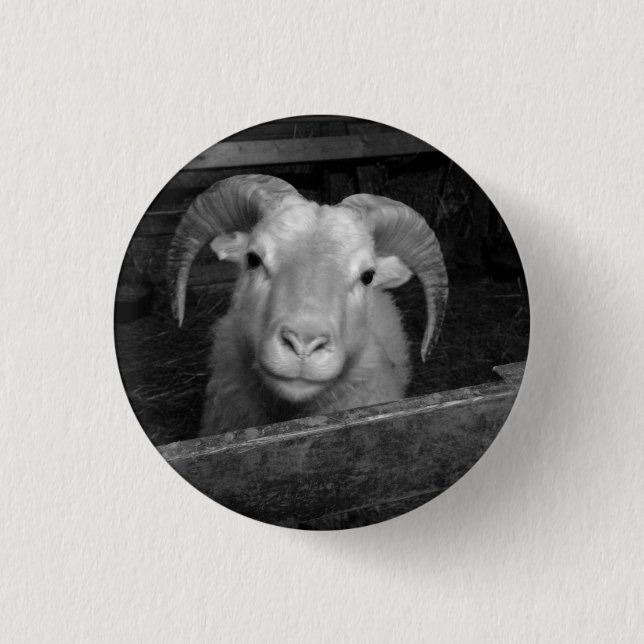 Badge Rond 2,50 Cm mouton islandais (Devant)