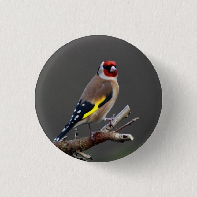 Badge Rond 2,50 Cm Oiseau de chardonneret (Devant)