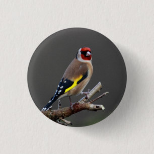 Badge Rond 2,50 Cm Oiseau de chardonneret