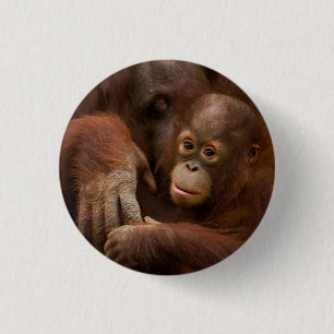 Badge Rond 2,50 Cm Orangutan mère et bébé au zoo