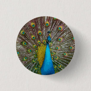 Badge Rond 2,50 Cm Paon majestueux avec Teal et des plumes de queue