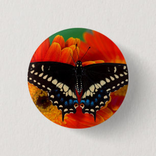 Badge Rond 2,50 Cm Papillon noir porte-queue sur une marguerite de Ge