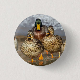 Badge Rond 2,50 Cm Photo de la faune de Mallard Ducks