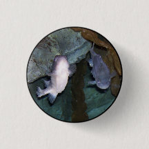 Photo de poisson Yin Yang