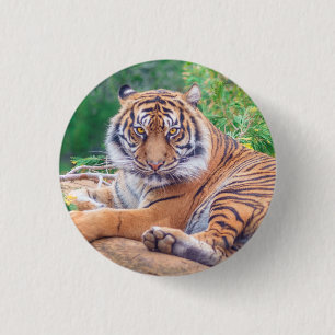 Badge Rond 2,50 Cm Photo de tigre étonnante