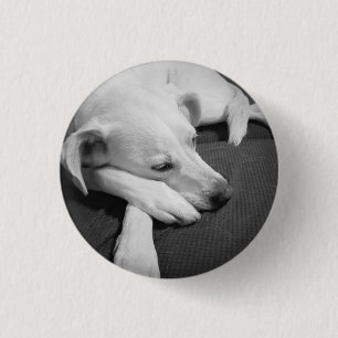 Badge Rond 2,50 Cm Photo en noir et blanc d'un beau chien dormant