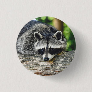 Badge Rond 2,50 Cm Photo Mammifère du raton laveur de la faune
