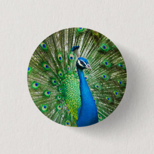 Badge Rond 2,50 Cm Photos colorées d'oiseaux Peacock
