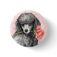 Poodle miniature Rose Valentine