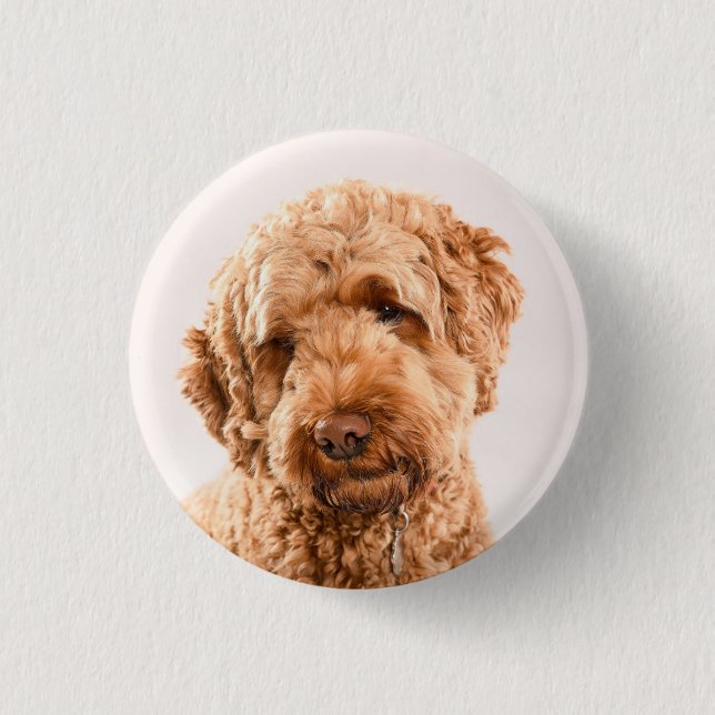 Badge Rond 2,50 Cm Portrait de Goldendoodle Studio (Devant)