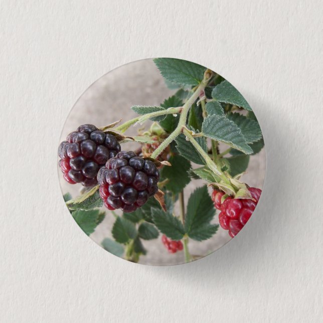 Badge Rond 2,50 Cm Ripening Blackberry (Devant)