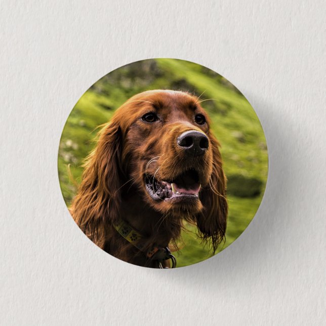 Badge Rond 2,50 Cm Setter irlandais (Devant)