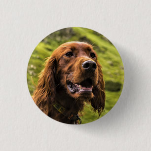 Badge Rond 2,50 Cm Setter irlandais