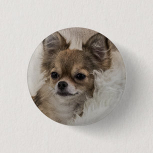 Badge Rond 2,50 Cm Spoilt Chihuahua Relaxing