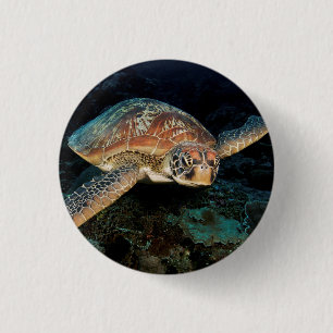 Badge Rond 2,50 Cm Sulawesi Tortue Marine Verte